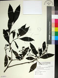 中文名:薄葉玉心花(S120971)學名:Tarenna gracilipes (Hayata) Ohwi(S120971)英文名:Thin-leaf Tarenna