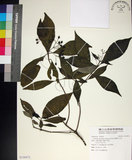 中文名:薄葉玉心花(S120972)學名:Tarenna gracilipes (Hayata) Ohwi(S120972)英文名:Thin-leaf Tarenna