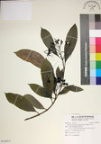 中文名:薄葉玉心花(S120973)學名:Tarenna gracilipes (Hayata) Ohwi(S120973)英文名:Thin-leaf Tarenna