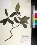中文名:薄葉玉心花(S120974)學名:Tarenna gracilipes (Hayata) Ohwi(S120974)英文名:Thin-leaf Tarenna