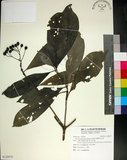 中文名:薄葉玉心花(S120975)學名:Tarenna gracilipes (Hayata) Ohwi(S120975)英文名:Thin-leaf Tarenna