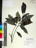 中文名:薄葉玉心花(S120976)學名:Tarenna gracilipes (Hayata) Ohwi(S120976)英文名:Thin-leaf Tarenna