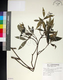 中文名:薄葉玉心花(S120978)學名:Tarenna gracilipes (Hayata) Ohwi(S120978)英文名:Thin-leaf Tarenna