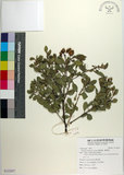 中文名:鯽魚膽(S122057)學名:Pluchea indica (L.) Less.(S122057)中文別名:闊苞菊英文名:Indian pluchea