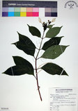 中文名:玉葉金花(S124143)學名:Mussaenda parviflora Matsum.(S124143)英文名:Mussaenda