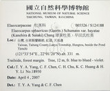 中文名:球果杜英(S124188)學名:Elaeocarpus sphaericus (Gaertn.) Schumann var. hayatae (Kanehira & Sasaki) Chang(S124188)中文別名:早田氏杜英英文名:Hayata Elaeocarpus