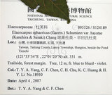 中文名:球果杜英(S124189)學名:Elaeocarpus sphaericus (Gaertn.) Schumann var. hayatae (Kanehira & Sasaki) Chang(S124189)中文別名:早田氏杜英英文名:Hayata Elaeocarpus