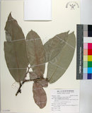 中文名:毛柿(S124266)學名:Diospyros philippensis (Desr.) Gurke(S124266)中文別名:保亭柿英文名:Taiwan Ebony拉丁同物異名:Diospyros potingensis Chun & Merr.