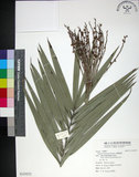 中文名:臺灣海棗(S125273)學名:Phoenix hanceana Naudin(S125273)中文別名:台灣海棗英文名:Formosan date Palm