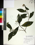 中文名:薄葉玉心花(S125670)學名:Tarenna gracilipes (Hayata) Ohwi(S125670)英文名:Thin-leaf Tarenna