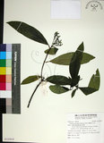 中文名:薄葉玉心花(S125819)學名:Tarenna gracilipes (Hayata) Ohwi(S125819)英文名:Thin-leaf Tarenna