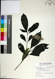 中文名:薄葉玉心花(S125912)學名:Tarenna gracilipes (Hayata) Ohwi(S125912)英文名:Thin-leaf Tarenna