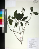 中文名:薄葉玉心花(S126555)學名:Tarenna gracilipes (Hayata) Ohwi(S126555)英文名:Thin-leaf Tarenna