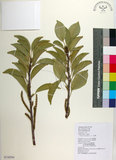中文名:土沉香(S126564)學名:Excoecaria agallocha L.(S126564)英文名:Milky Mangrove, Blinding Tree