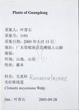 中文名:麥氏鐵線蓮(S127380)學名:Clematis meyeniana Walp.(S127380)