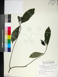 中文名:薄葉玉心花(S127669)學名:Tarenna gracilipes (Hayata) Ohwi(S127669)英文名:Thin-leaf Tarenna