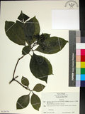 中文名:薄葉玉心花(S128176)學名:Tarenna gracilipes (Hayata) Ohwi(S128176)英文名:Thin-leaf Tarenna