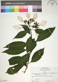 中文名:玉葉金花(S128188)學名:Mussaenda parviflora Matsum.(S128188)英文名:Mussaenda