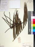 中文名:臺灣海棗(S129185)學名:Phoenix hanceana Naudin(S129185)中文別名:台灣海棗英文名:Formosan date Palm