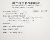 中文名:黃槿(S129497)學名:Hibiscus tiliaceus L.(S129497)英文名:Linden Hibiscus
