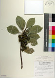 中文名:土沉香(S130020)學名:Excoecaria agallocha L.(S130020)英文名:Milky Mangrove, Blinding Tree