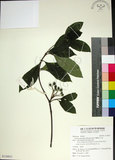 中文名:薄葉玉心花(S130051)學名:Tarenna gracilipes (Hayata) Ohwi(S130051)英文名:Thin-leaf Tarenna