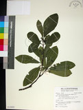 中文名:薄葉玉心花(S130095)學名:Tarenna gracilipes (Hayata) Ohwi(S130095)英文名:Thin-leaf Tarenna