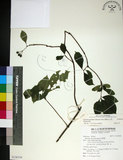 中文名:薄葉玉心花(S130358)學名:Tarenna gracilipes (Hayata) Ohwi(S130358)英文名:Thin-leaf Tarenna