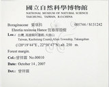 中文名:恆春厚殼樹(S131242)學名:Ehretia resinosa Hance(S131242)英文名:Naves ehretia, Formosa Ehretia