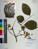 中文名:水黃皮(S131469)學名:Millettia pinnata (L.) G. Panigrahi(S131469)英文名:Poonga-oil Tree