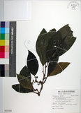 中文名:皮孫木(S131580)學名:Pisonia umbellifera (Forst.) Seem.(S131580)英文名:Malay Catchbird Tree