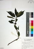 中文名:玉葉金花(S132495)學名:Mussaenda parviflora Matsum.(S132495)英文名:Mussaenda