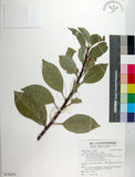 中文名:土沉香(S136474)學名:Excoecaria agallocha L.(S136474)英文名:Milky Mangrove, Blinding Tree