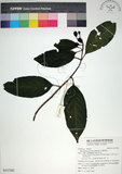 中文名:玉葉金花(S137241)學名:Mussaenda parviflora Matsum.(S137241)英文名:Mussaenda