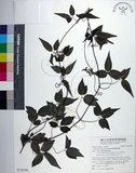 中文名:臺灣鐵線蓮(S139296)學名:Clematis formosana Kuntze(S139296)