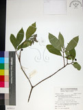 中文名:薄葉玉心花(S139313)學名:Tarenna gracilipes (Hayata) Ohwi(S139313)英文名:Thin-leaf Tarenna