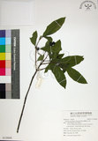 中文名:薄葉玉心花(S139608)學名:Tarenna gracilipes (Hayata) Ohwi(S139608)英文名:Thin-leaf Tarenna