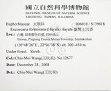 中文名:臺灣土沉香(S139618)學名:Excoecaria formosana (Hayata) Hayata(S139618)英文名:Formosan Excoecaria