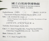 中文名:臺灣土沉香(S139719)學名:Excoecaria formosana (Hayata) Hayata(S139719)英文名:Formosan Excoecaria