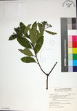 中文名:薄葉玉心花(S140854)學名:Tarenna gracilipes (Hayata) Ohwi(S140854)英文名:Thin-leaf Tarenna