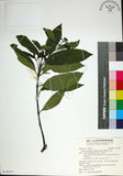 中文名:薄葉玉心花(S140991)學名:Tarenna gracilipes (Hayata) Ohwi(S140991)英文名:Thin-leaf Tarenna