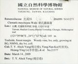 中文名:麥氏鐵線蓮(S141271)學名:Clematis meyeniana Walp.(S141271)