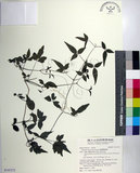 中文名:臺灣鐵線蓮(S141272)學名:Clematis formosana Kuntze(S141272)