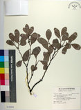 中文名:象牙柿(S142604)學名:Diospyros ferrea (Willd.) Bakh. f.(S142604)英文名:Philippine Ebony Persimmon