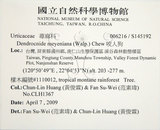 中文名:咬人狗(S145192)學名:Dendrocnide meyeniana (Walp.) Chew(S145192)英文名:Poisonous Woodnettle