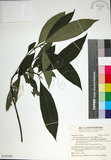 中文名:薄葉玉心花(S145194)學名:Tarenna gracilipes (Hayata) Ohwi(S145194)英文名:Thin-leaf Tarenna