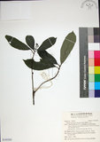 中文名:薄葉玉心花(S145205)學名:Tarenna gracilipes (Hayata) Ohwi(S145205)英文名:Thin-leaf Tarenna