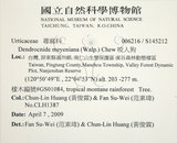 中文名:咬人狗(S145212)學名:Dendrocnide meyeniana (Walp.) Chew(S145212)英文名:Poisonous Woodnettle