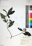 中文名:薄葉玉心花(S145877)學名:Tarenna gracilipes (Hayata) Ohwi(S145877)英文名:Thin-leaf Tarenna