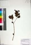 中文名:苦林盤(S147429)學名:Clerodendrum inerme (L.) Gaertn.(S147429)英文名:Seaside clerodendrun